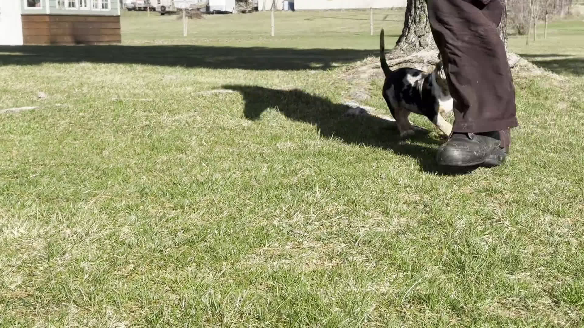 American Bully dogs for sale: Emmy - Video 1