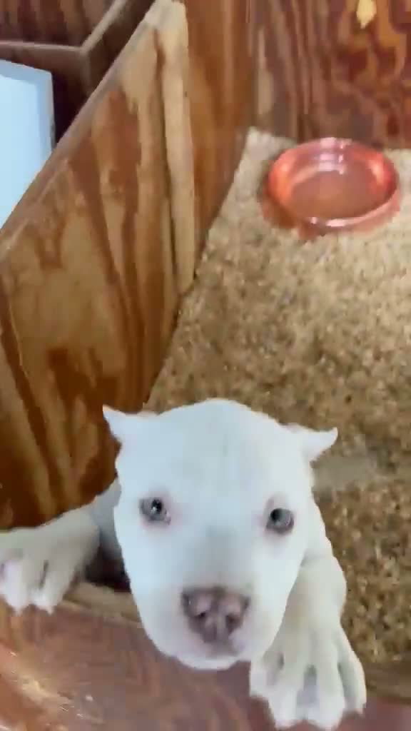 American Bully dogs for sale: American Bully 1 - Video 2