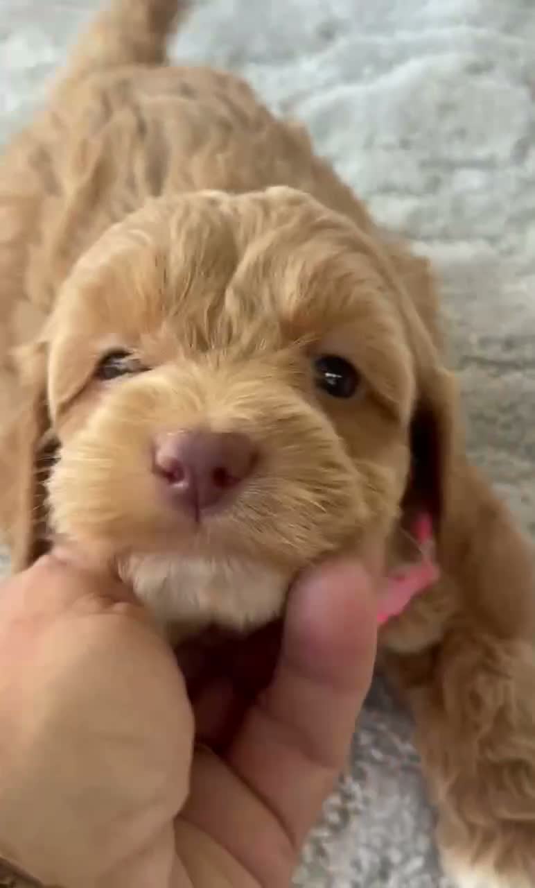 Cockapoo dogs for sale: Pink - Video 1