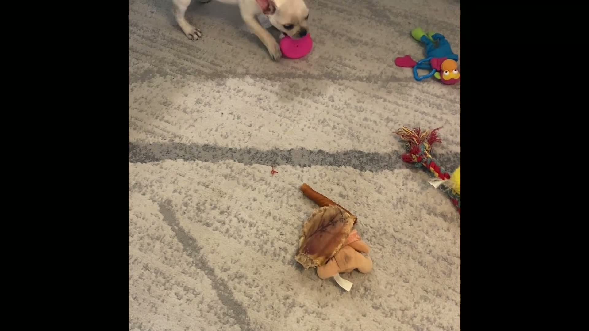 Frenchton dogs for sale: Mr. Oliver  - Video 1