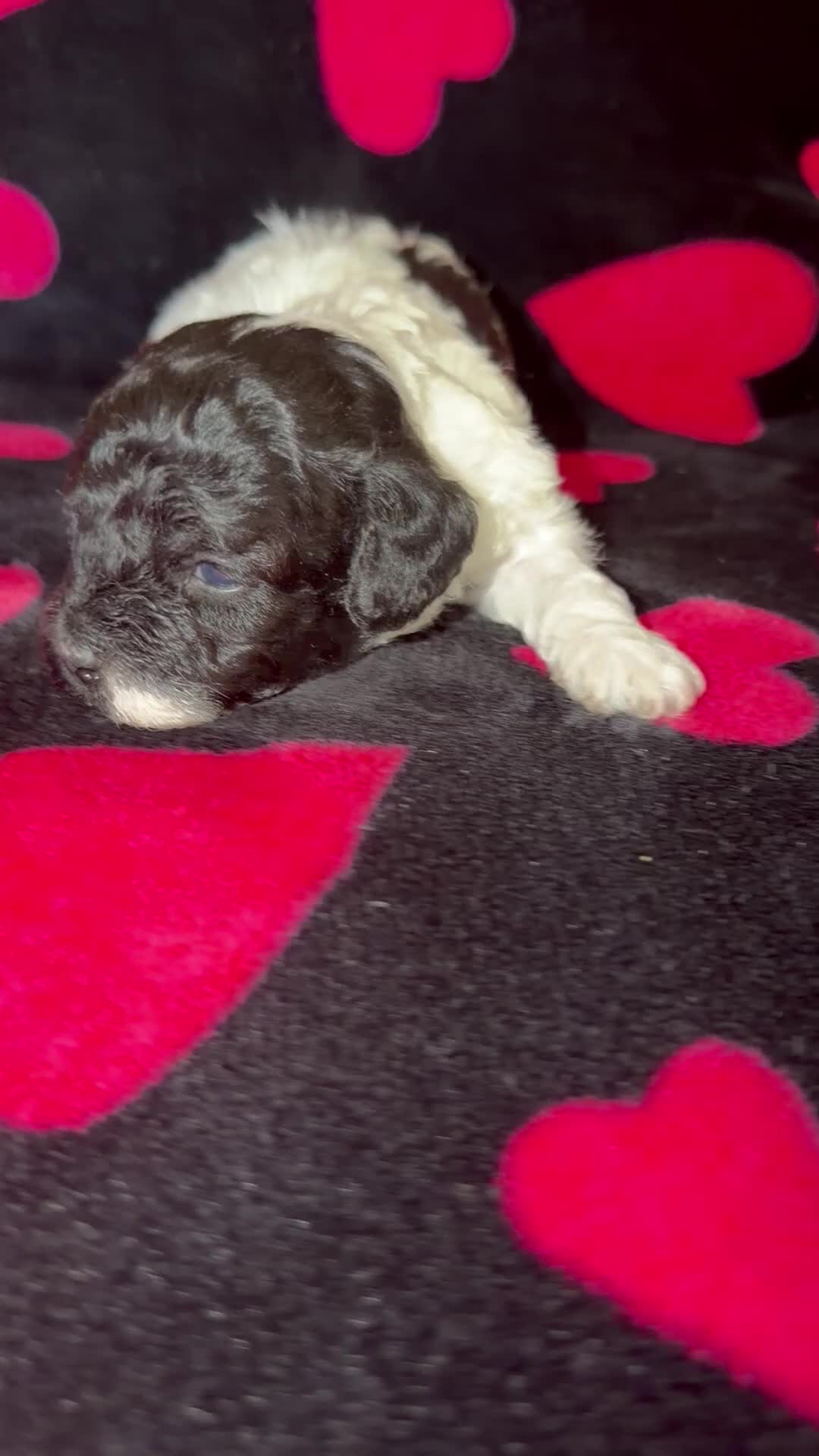 Toy Poodle dogs for sale: Luca  - Video 2