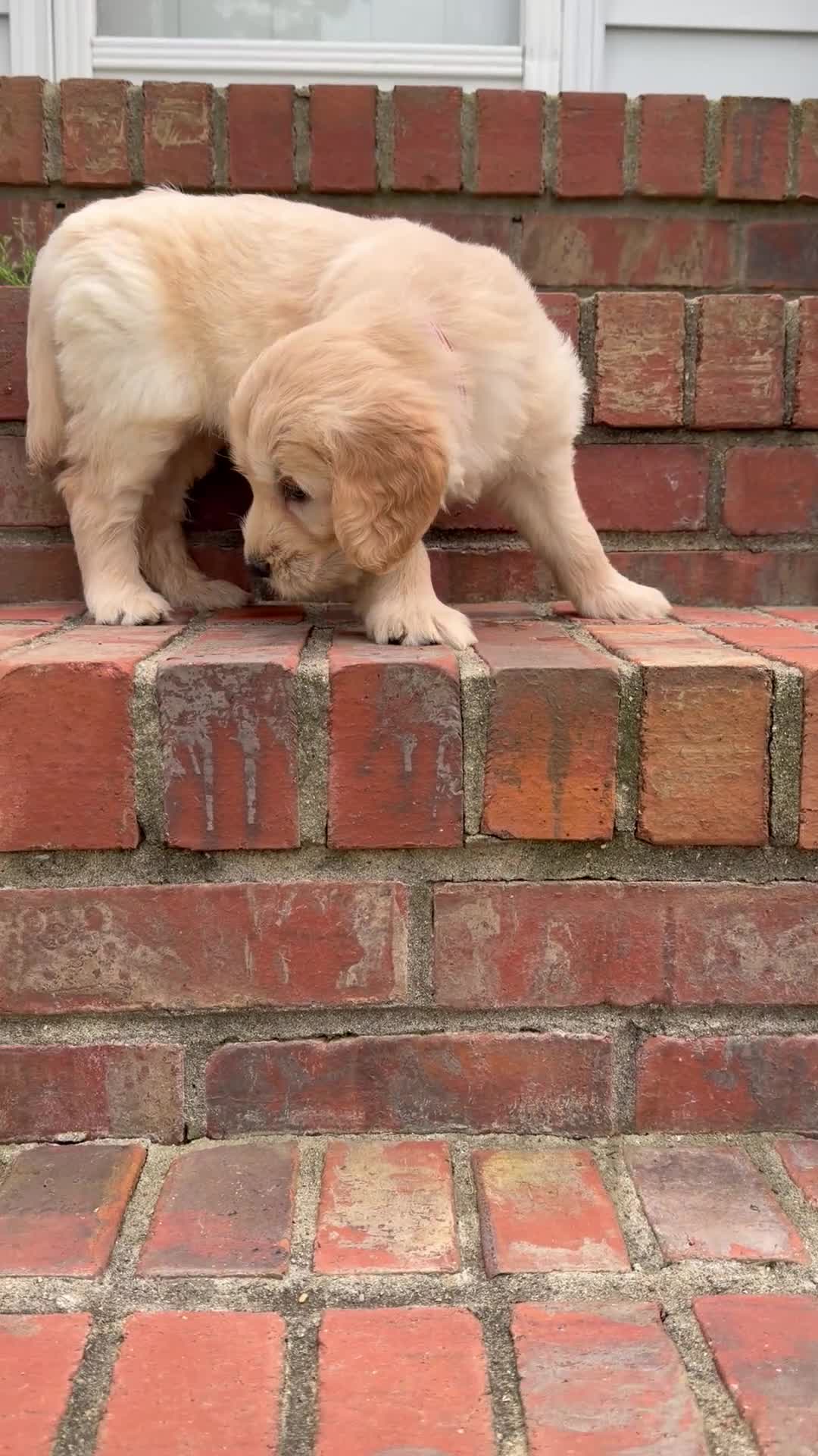 Mixed Breed dogs for sale: Mixed Breed Puppy 1 - Video 1