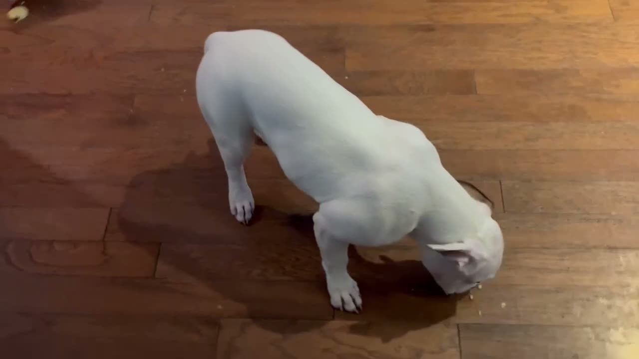 Mixed Breed dogs for sale: Mixed Breed 2 - Video 1