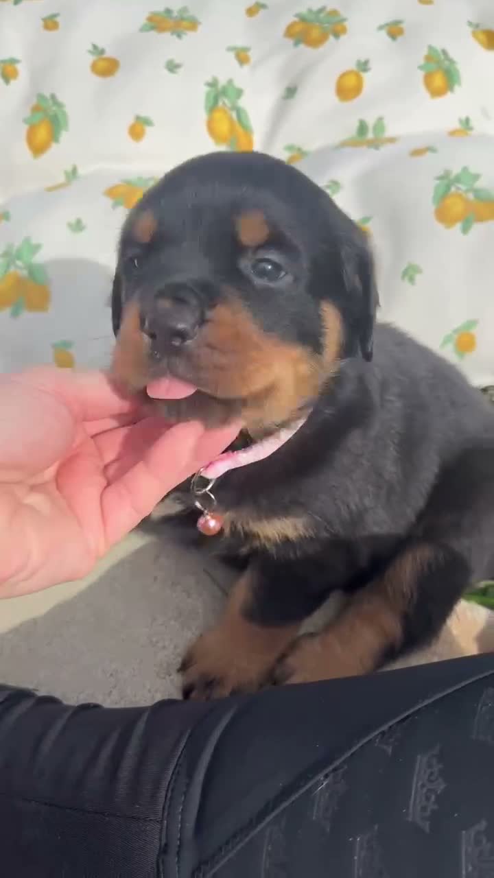 Rottweiler dogs for sale: Destiny  - Video 1
