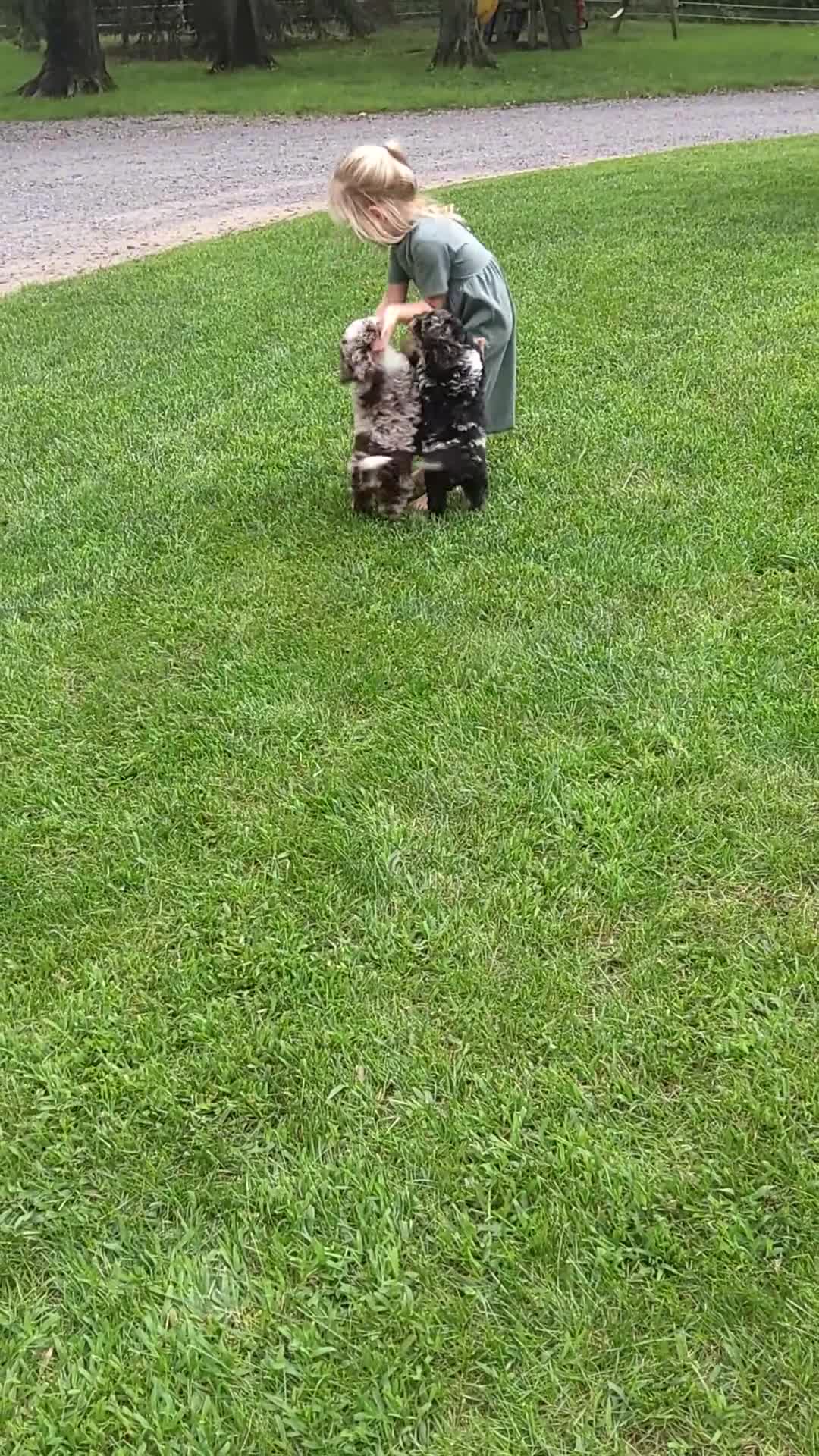 Mini Bernedoodle dogs for sale: Mini Bernedoodle 2 - Video 2