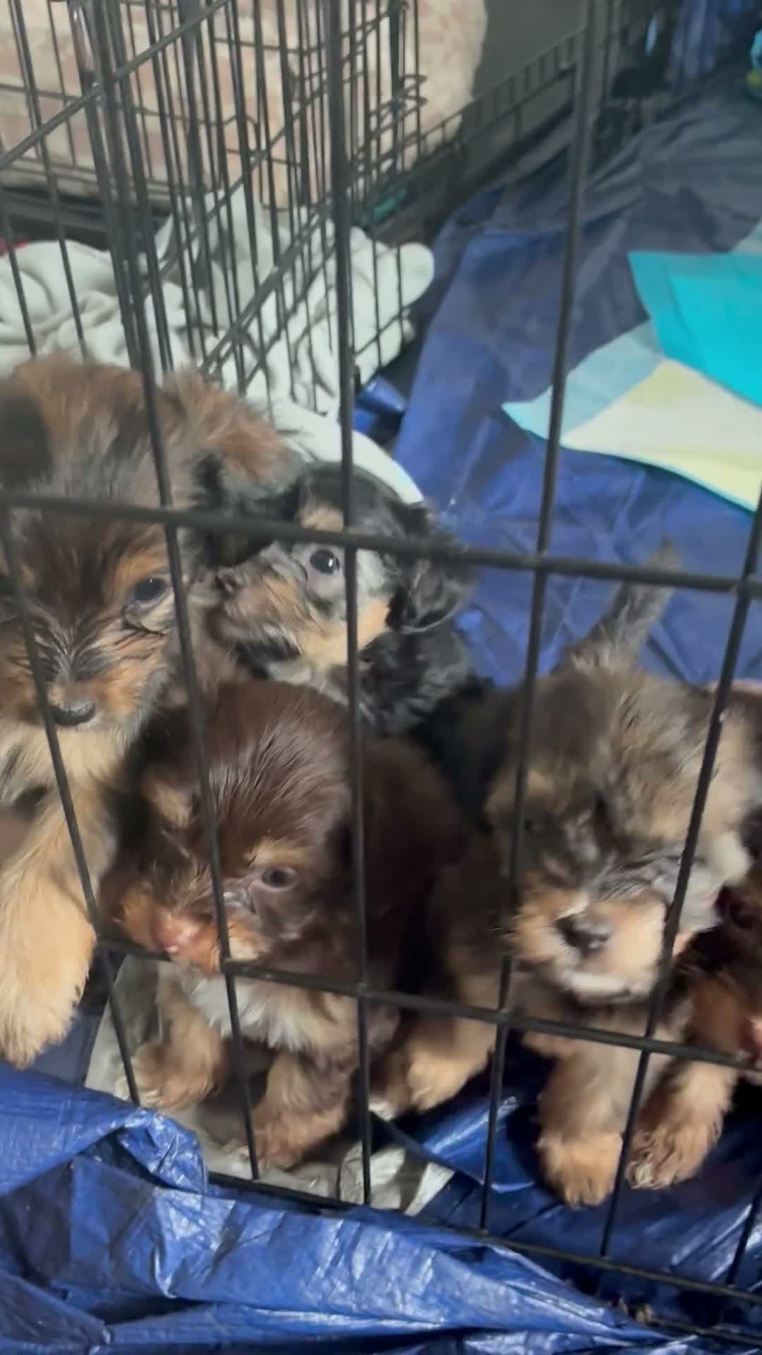 Yorkiepoo dogs for sale: Yorkiepoo 2 - Video 2