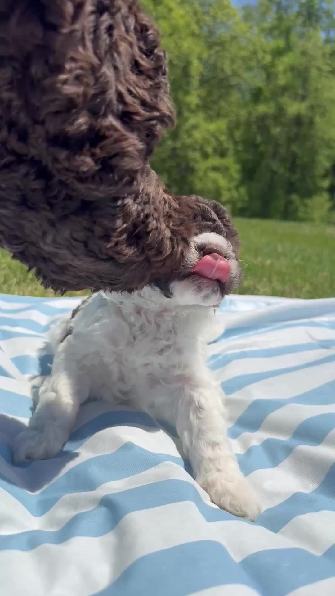 Lagotto Romagnolo dogs for sale: Lagotto Romagnolo Puppy 4 - Video 1