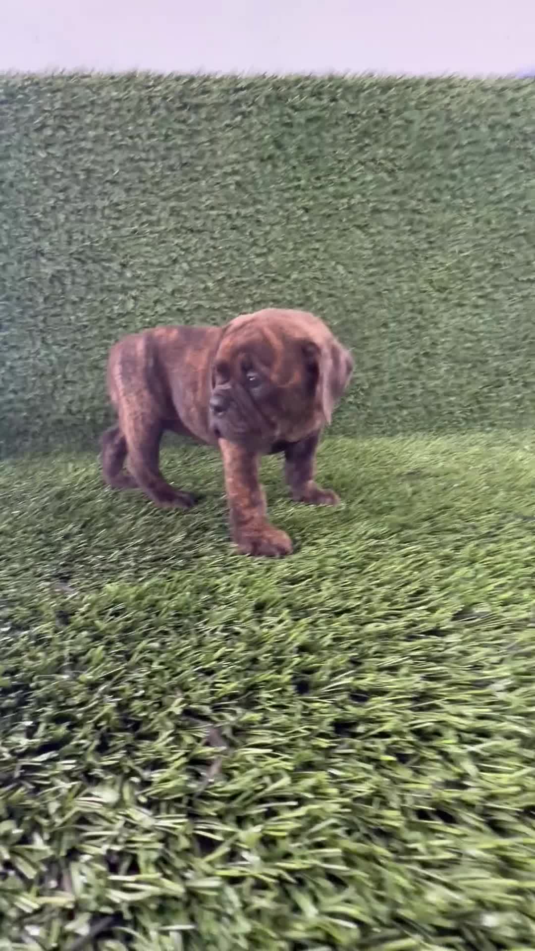 Olde English Bulldogge dogs for sale: Laken  - Video 1