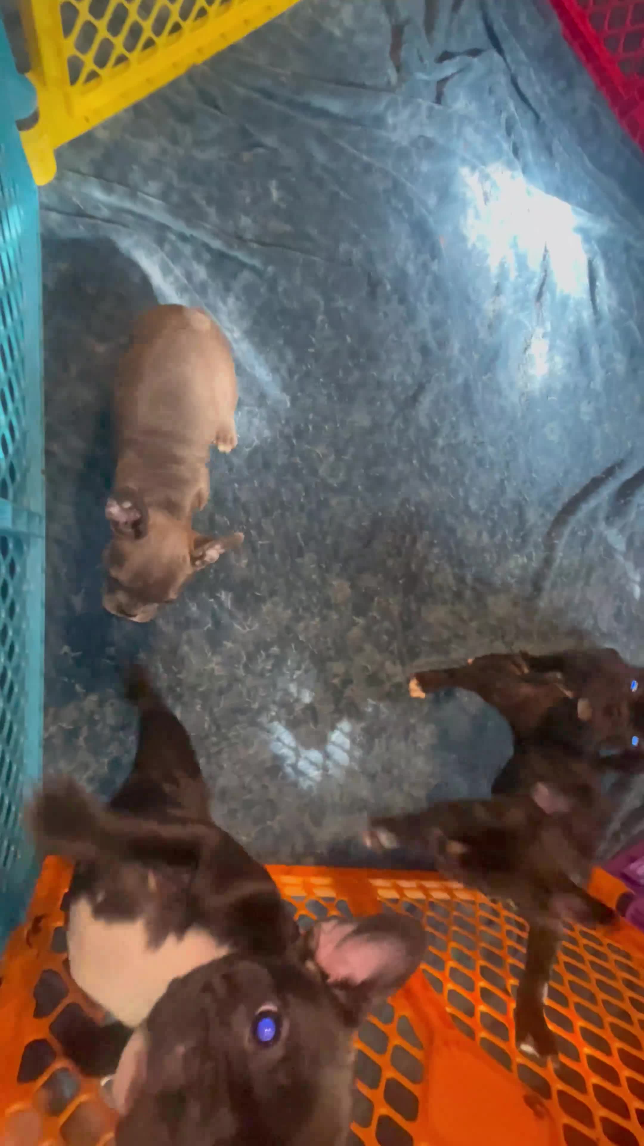 French Bulldog dogs for sale: AJ (Ash Junior) - Video 1