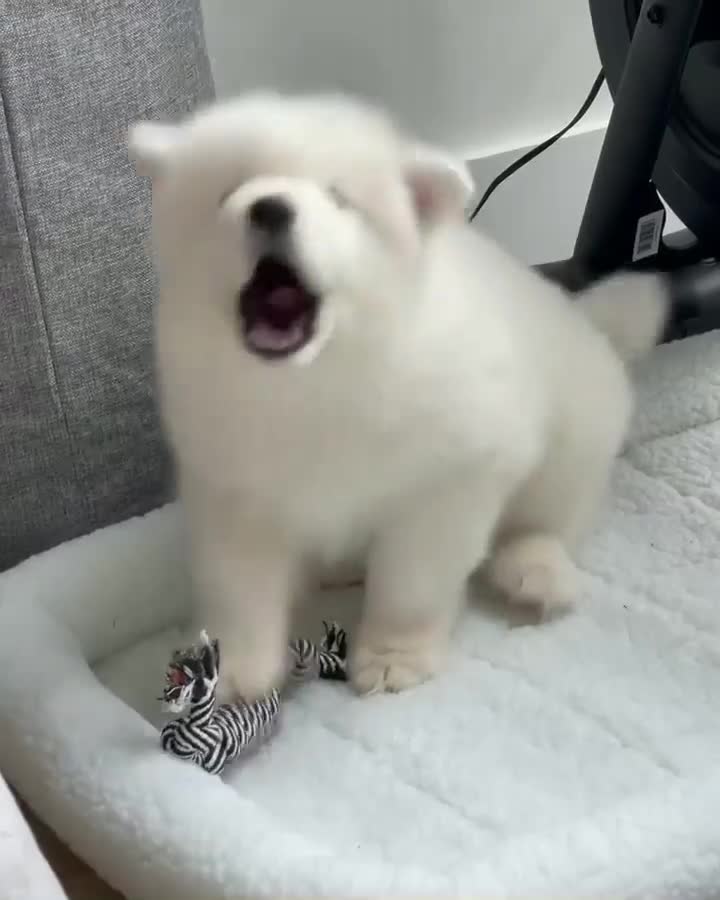 Samoyed dogs for sale: Ghost - Video 1