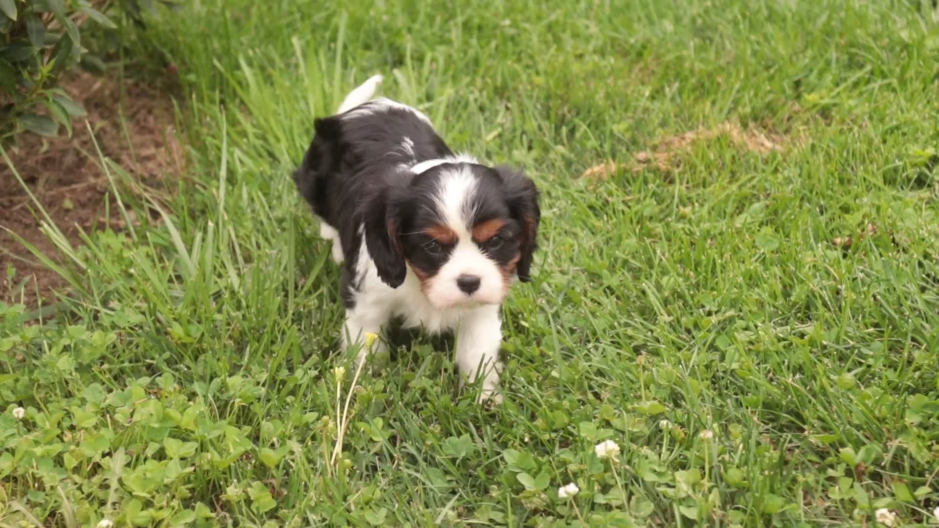 Cavalier King Charles Spaniel dogs for sale: Jerry - Video 1