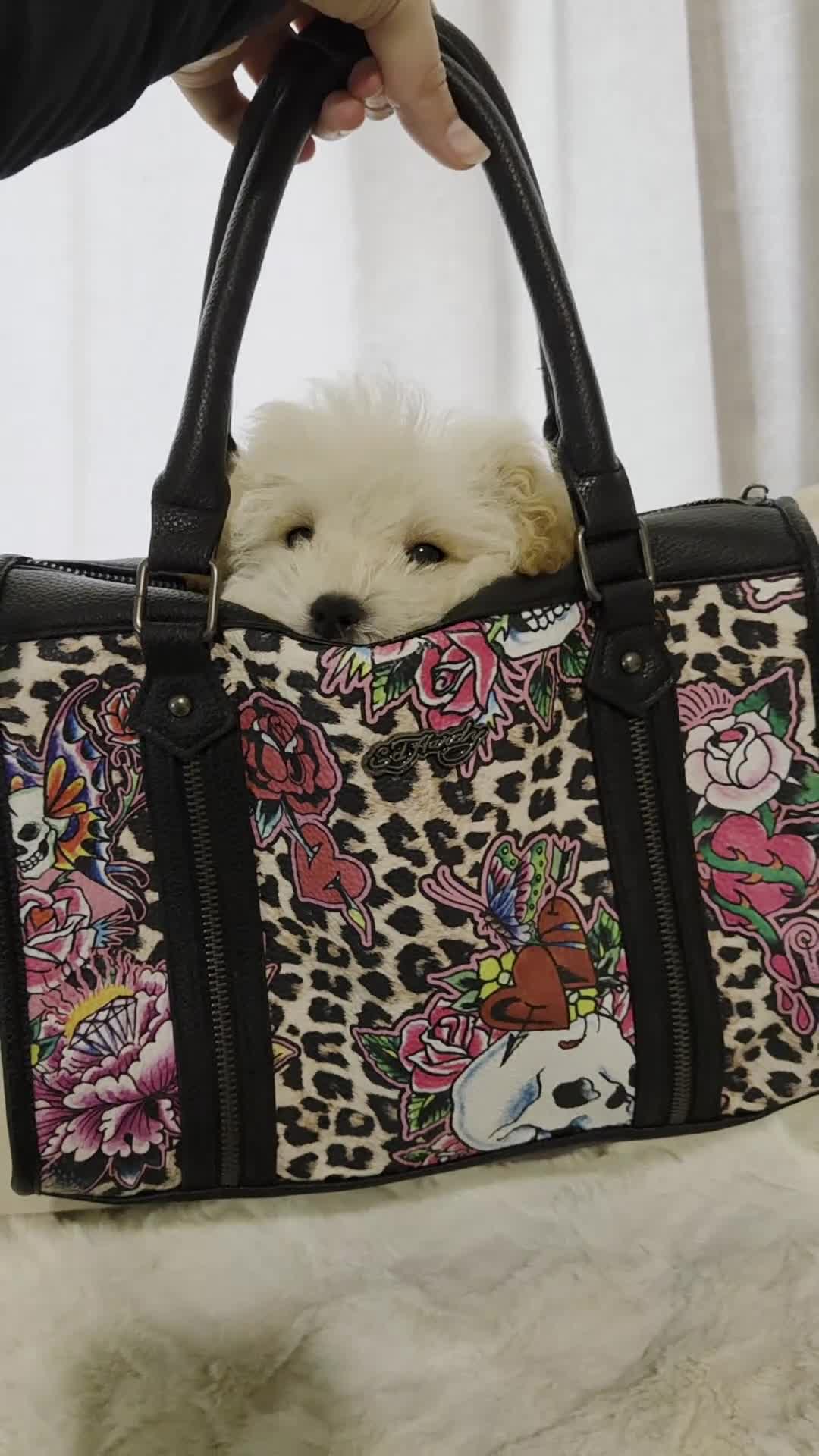Maltipoo dogs for sale: Buddy - Video 1