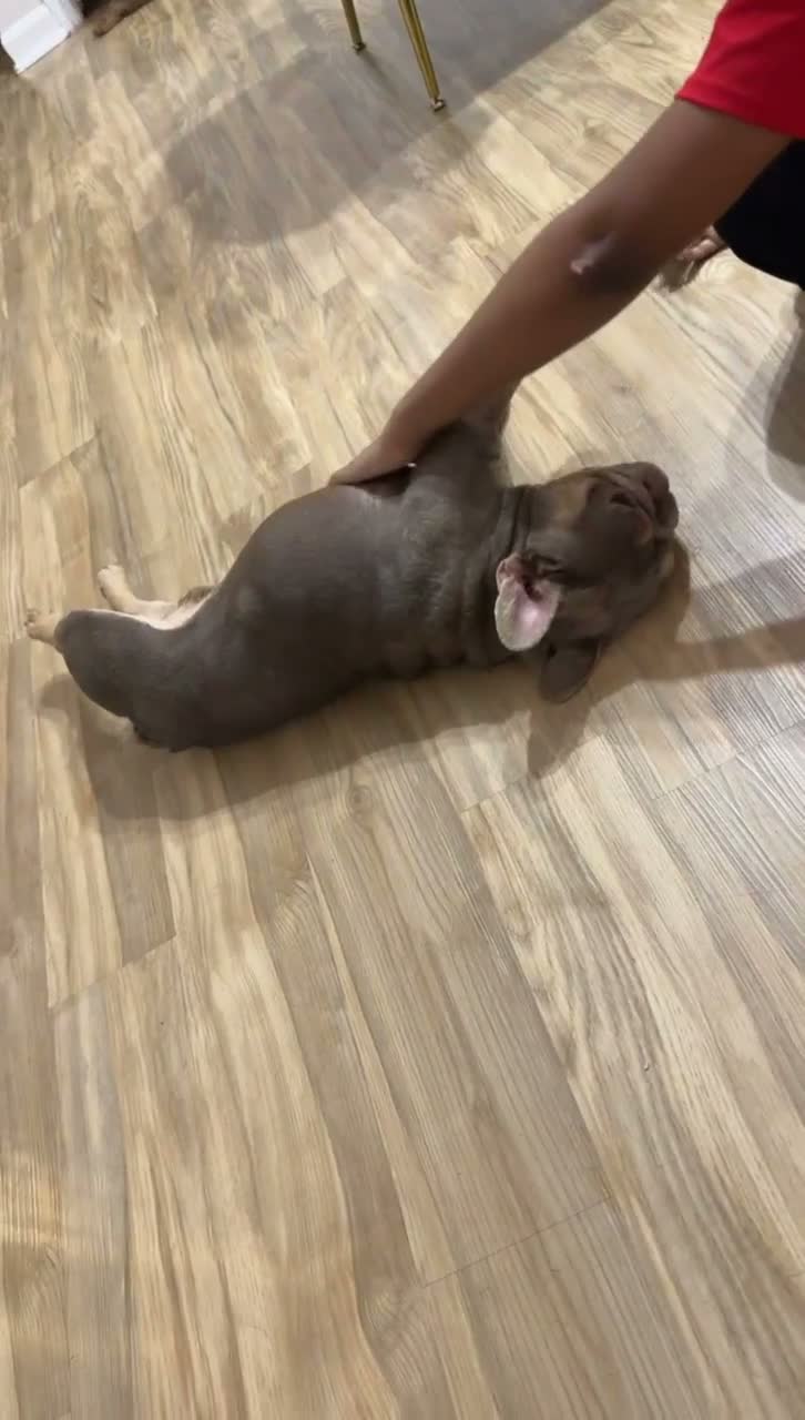 French Bulldog dogs for sale: French Bulldog 3 - Video 2