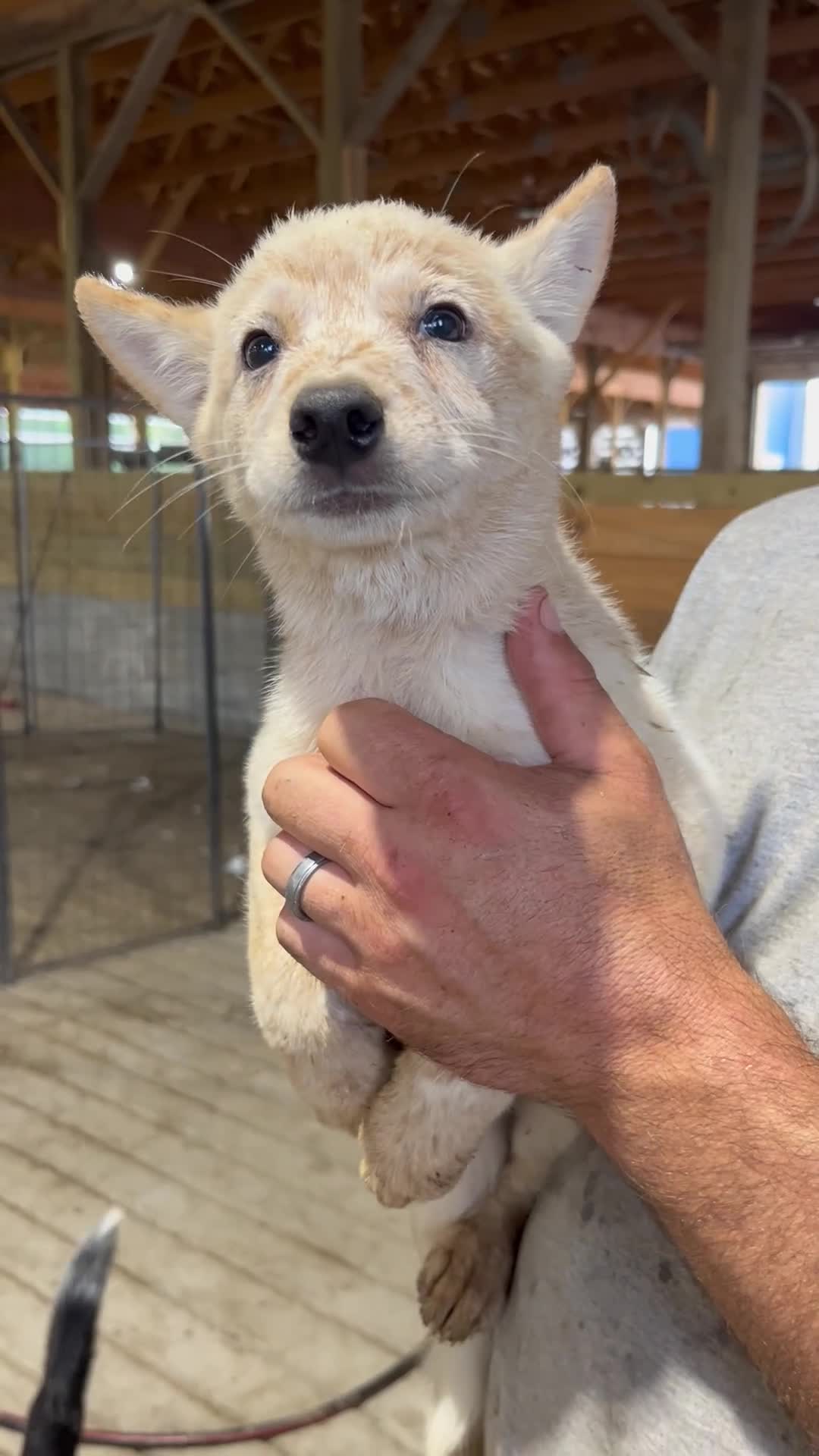 Australian Cattle Dog dogs for sale: Breanna - Video 1