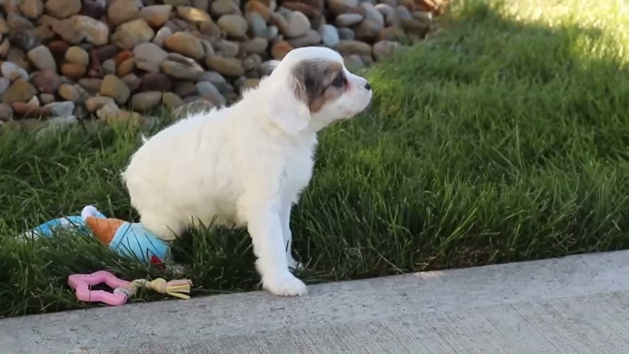 Cavapoo dogs for sale: Ingrid - Video 1