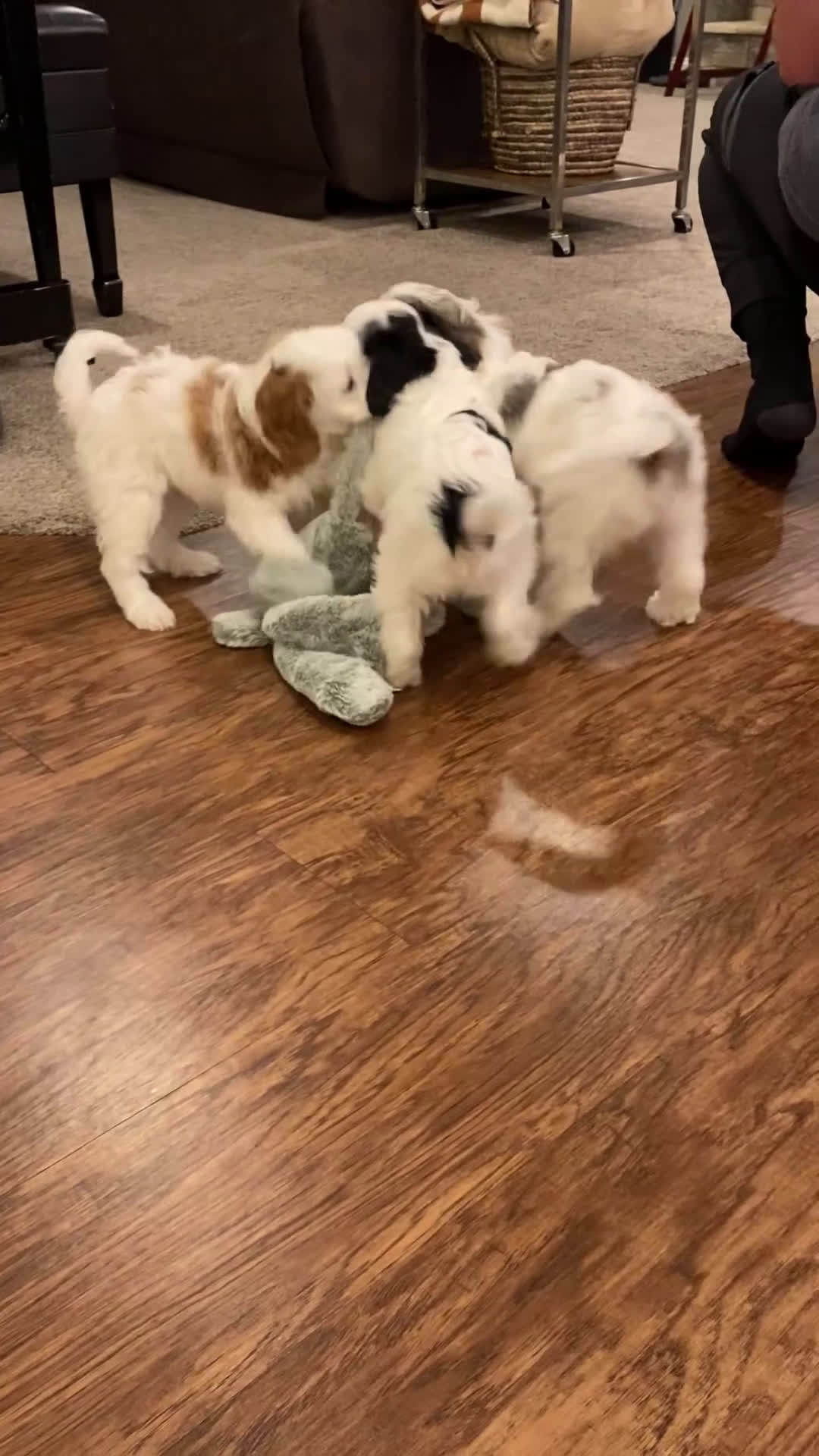 Cavapoo dogs for sale: Mocha  - Video 2