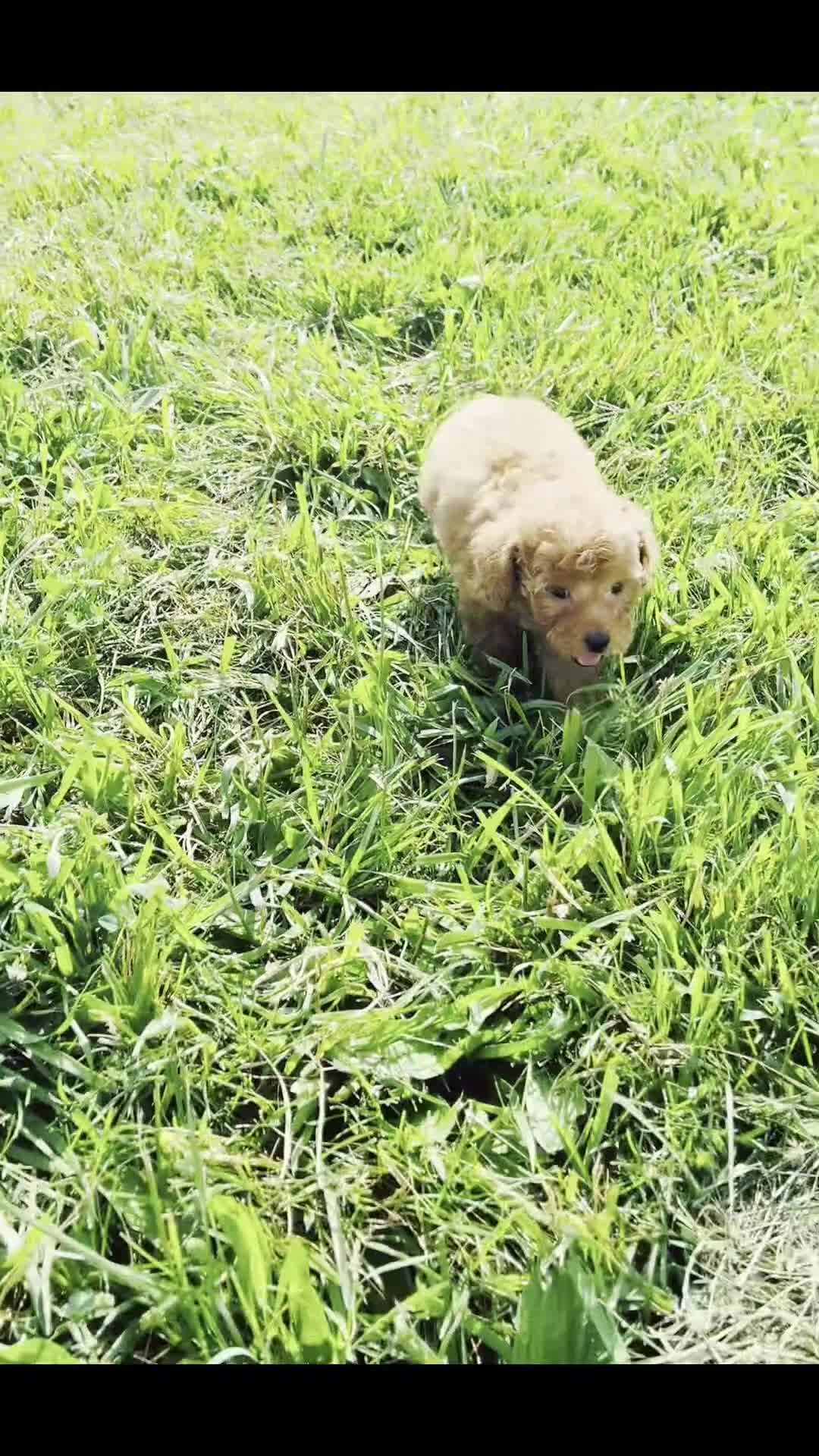 Maltipoo dogs for sale: Putt Putt F1 - Video 1