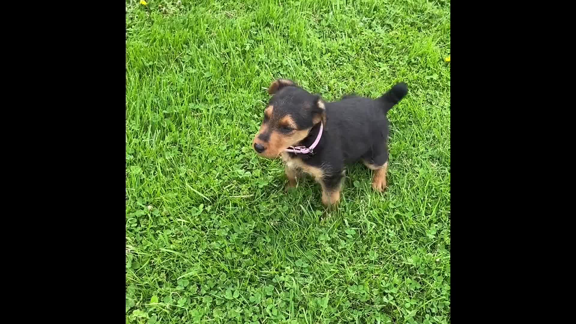 Airedale Terrier dogs for sale: Airedale Terrier Puppy 2 - Video 1