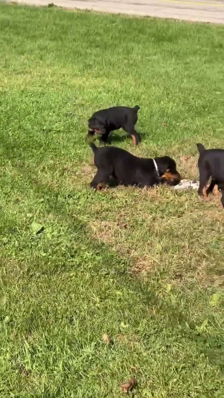 Rottweiler dogs for sale: Blaze - Video 1