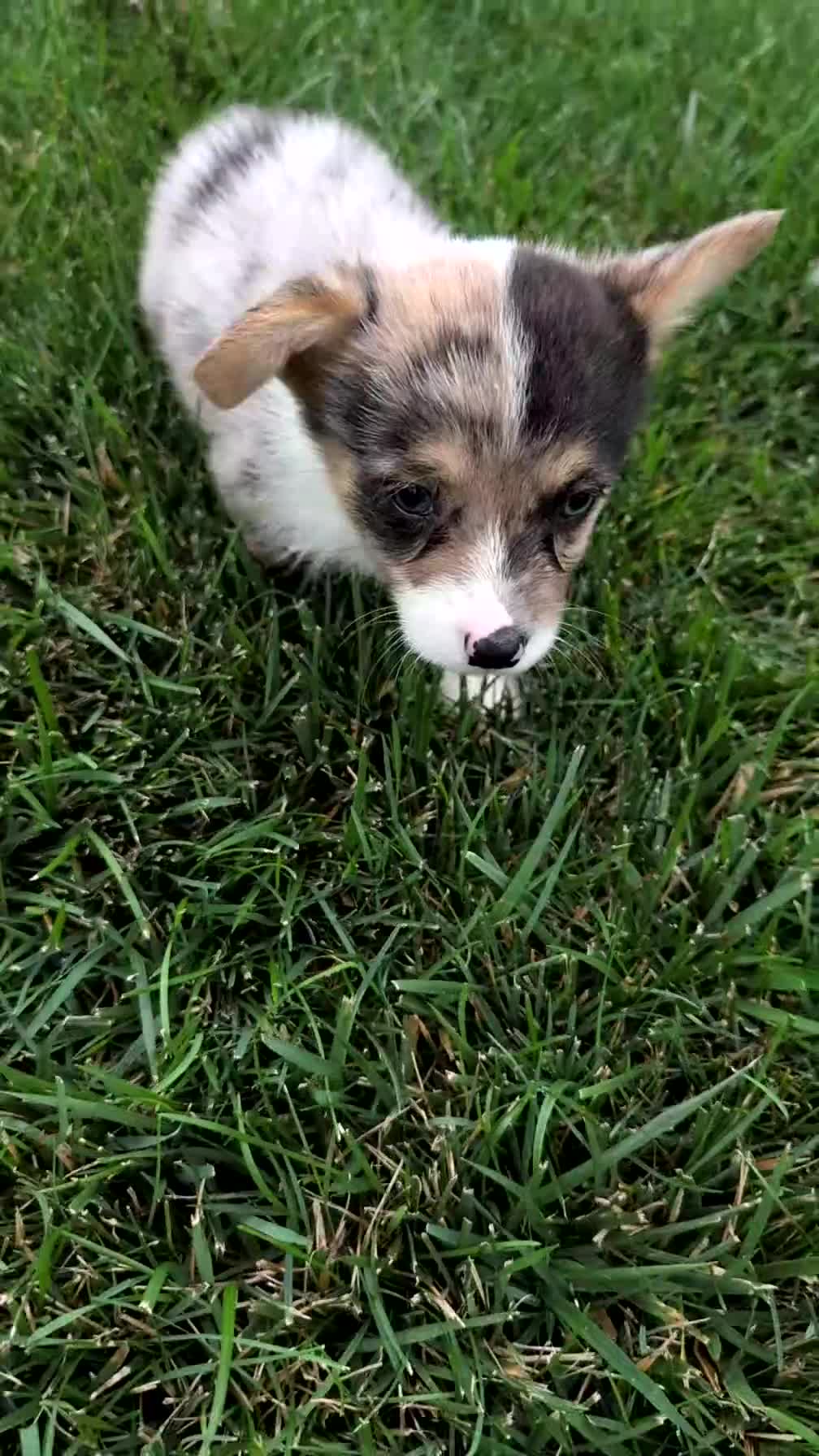 Welsh Corgi Pembroke dogs for sale: Jagger - Video 1