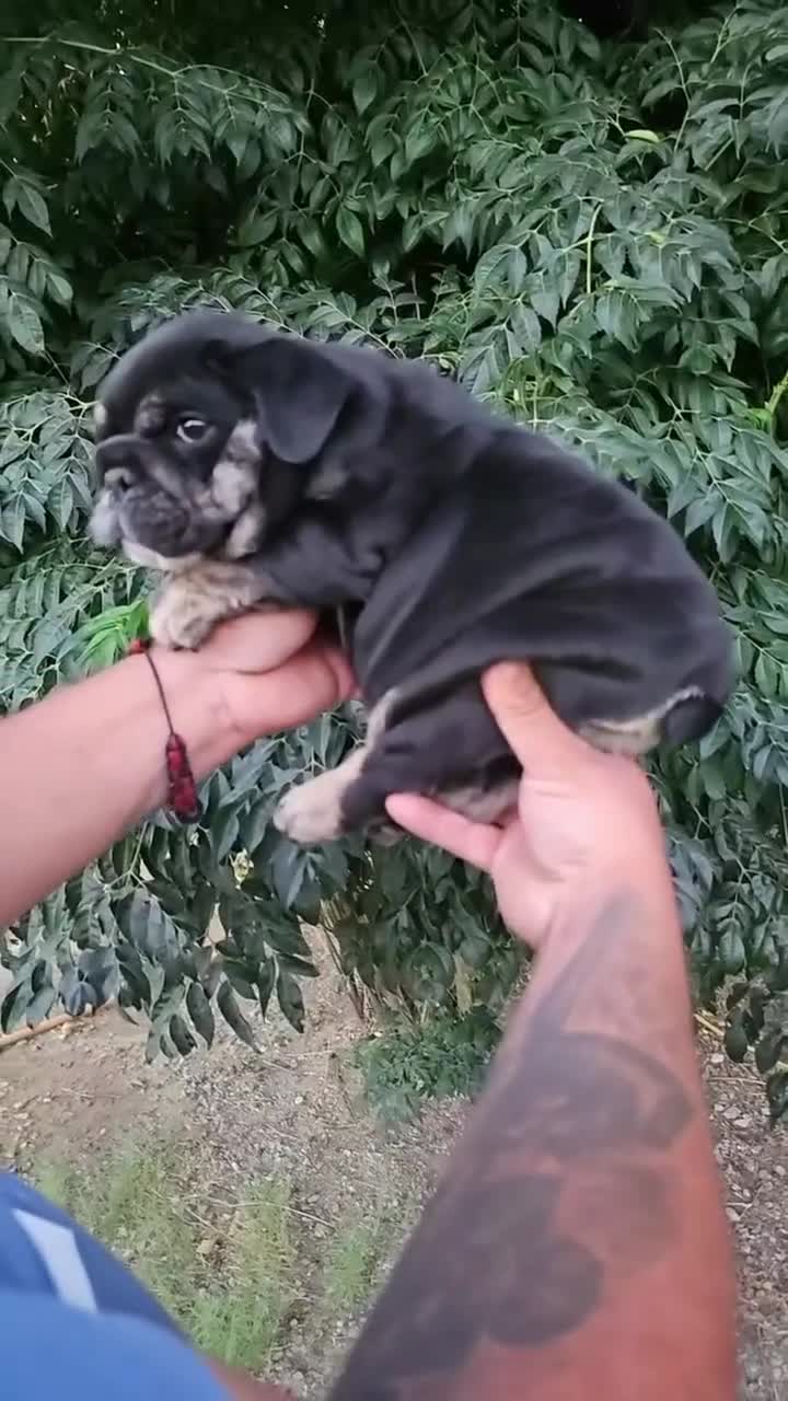 English Bulldog dogs for sale: BUBBLES - BLACK TAN TRI MICRO IN CALI - USA DELIVERY - Video 1