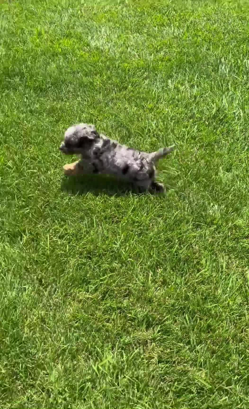 Cavapoo dogs for sale: Sue - Video 1
