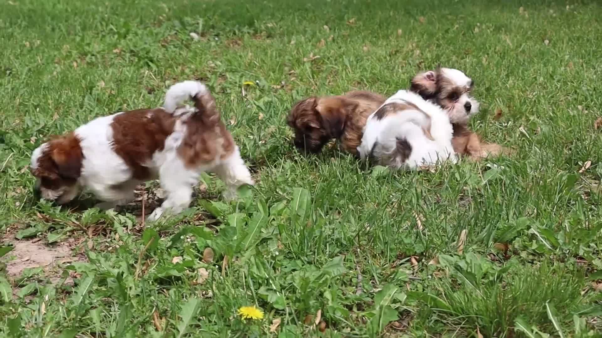Mixed Breed dogs for sale: Gemma - Video 2
