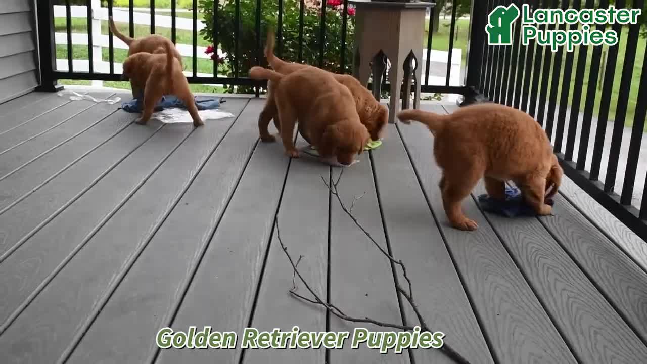Golden Retriever dogs for sale: Ozzie - Video 1
