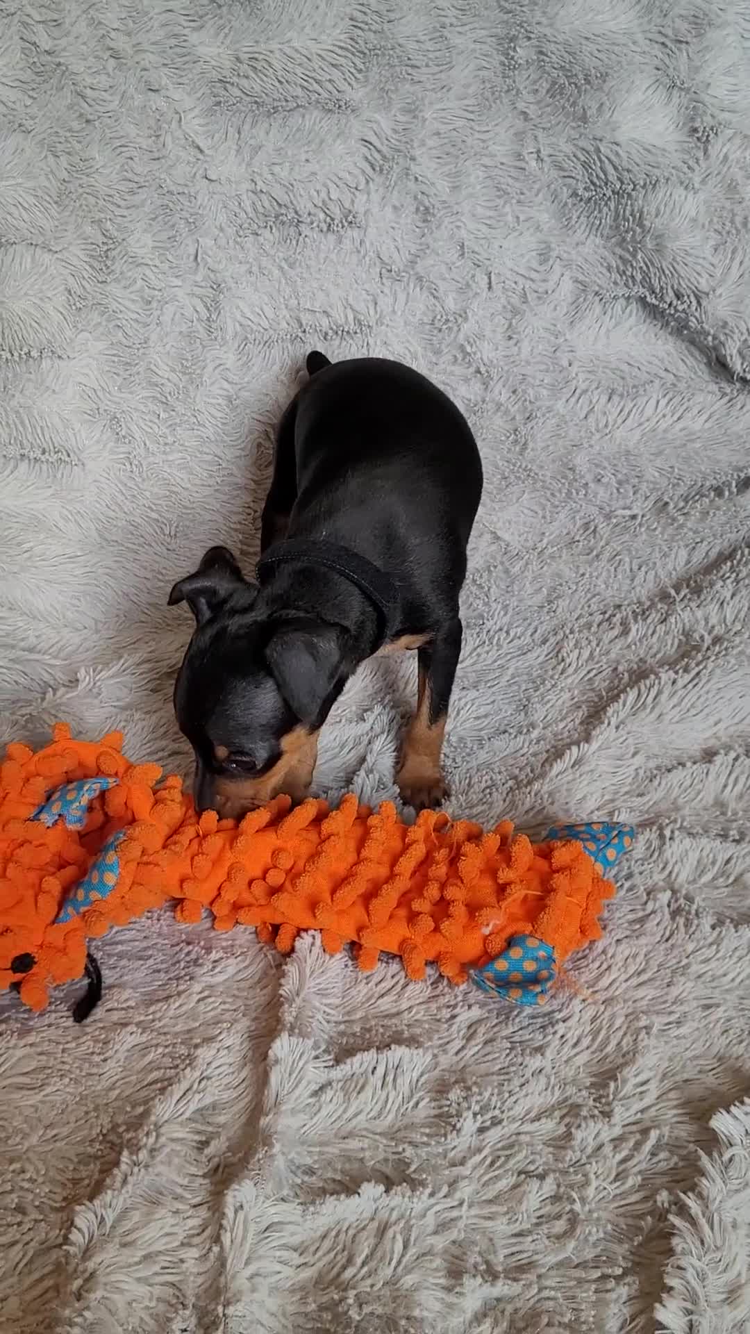Miniature Pinscher dogs for sale: Parlo  - Video 1