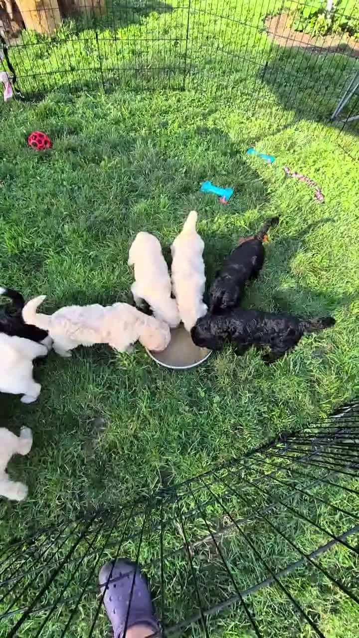 Goldendoodle dogs for sale: Banana - Video 1