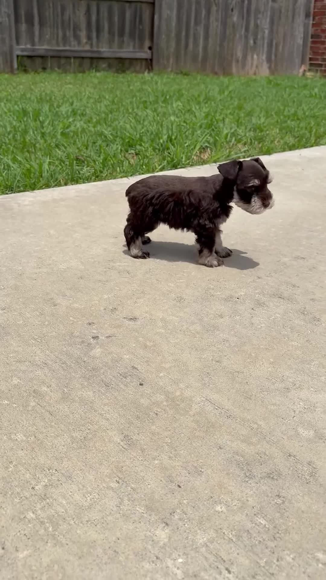 Miniature Schnauzer dogs for sale: Apollo - Video 2