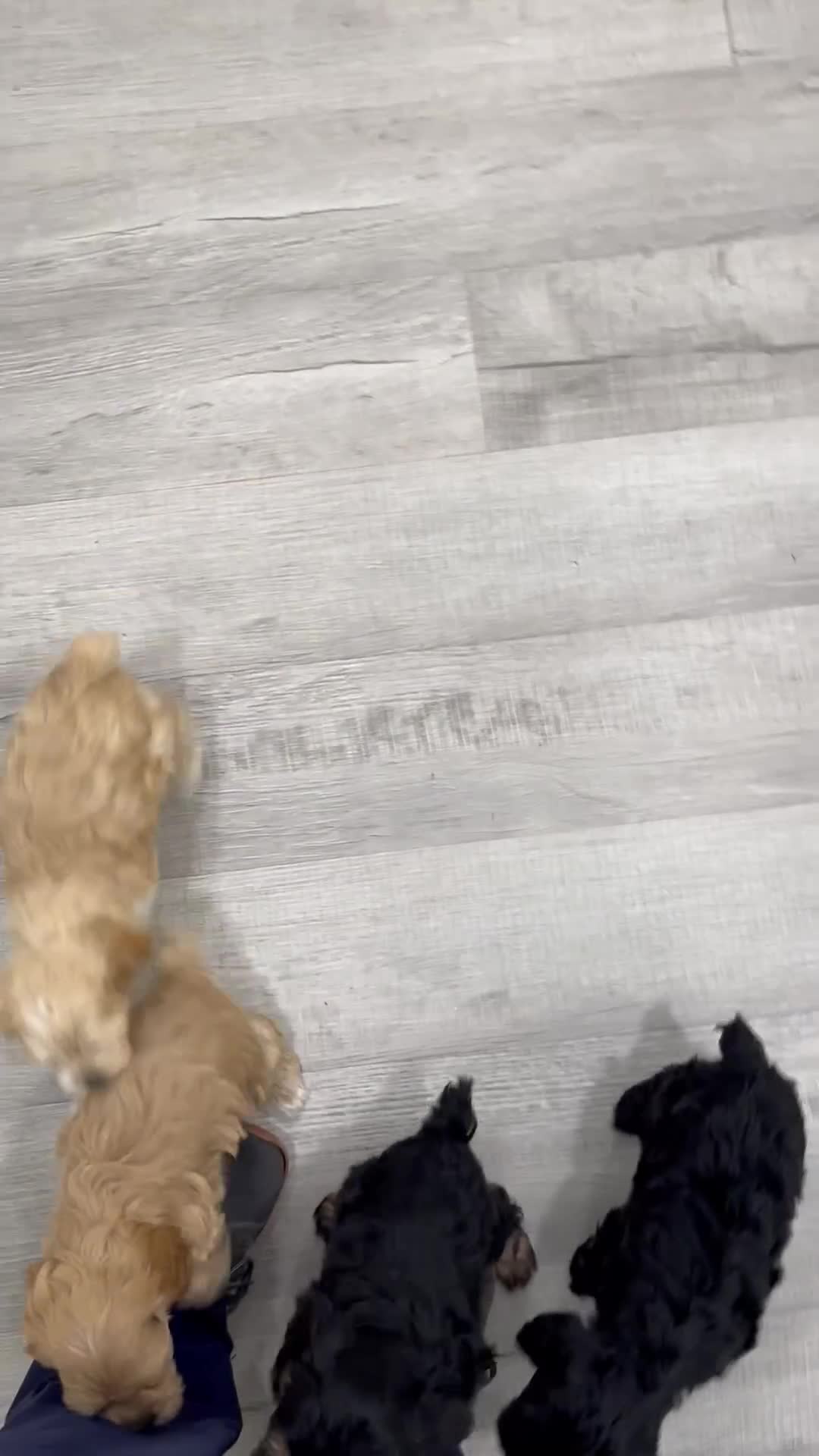 Cockapoo dogs for sale: Jasmine - Video 2