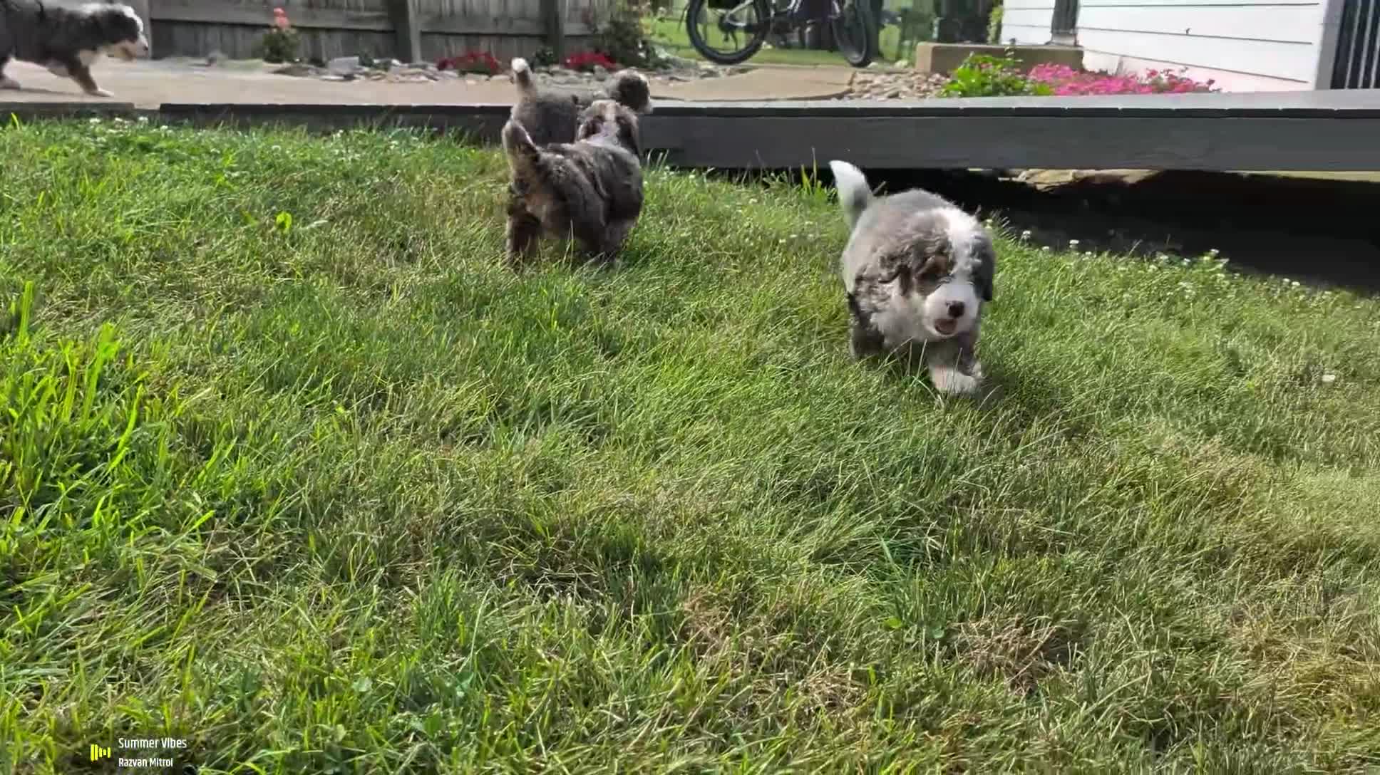 Mini Bernedoodle dogs for sale: Mini Daisy  - Video 1