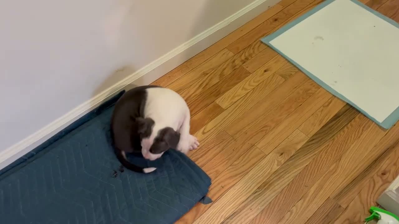 American Bully dogs for sale: American Bully (female#4) - Video 1