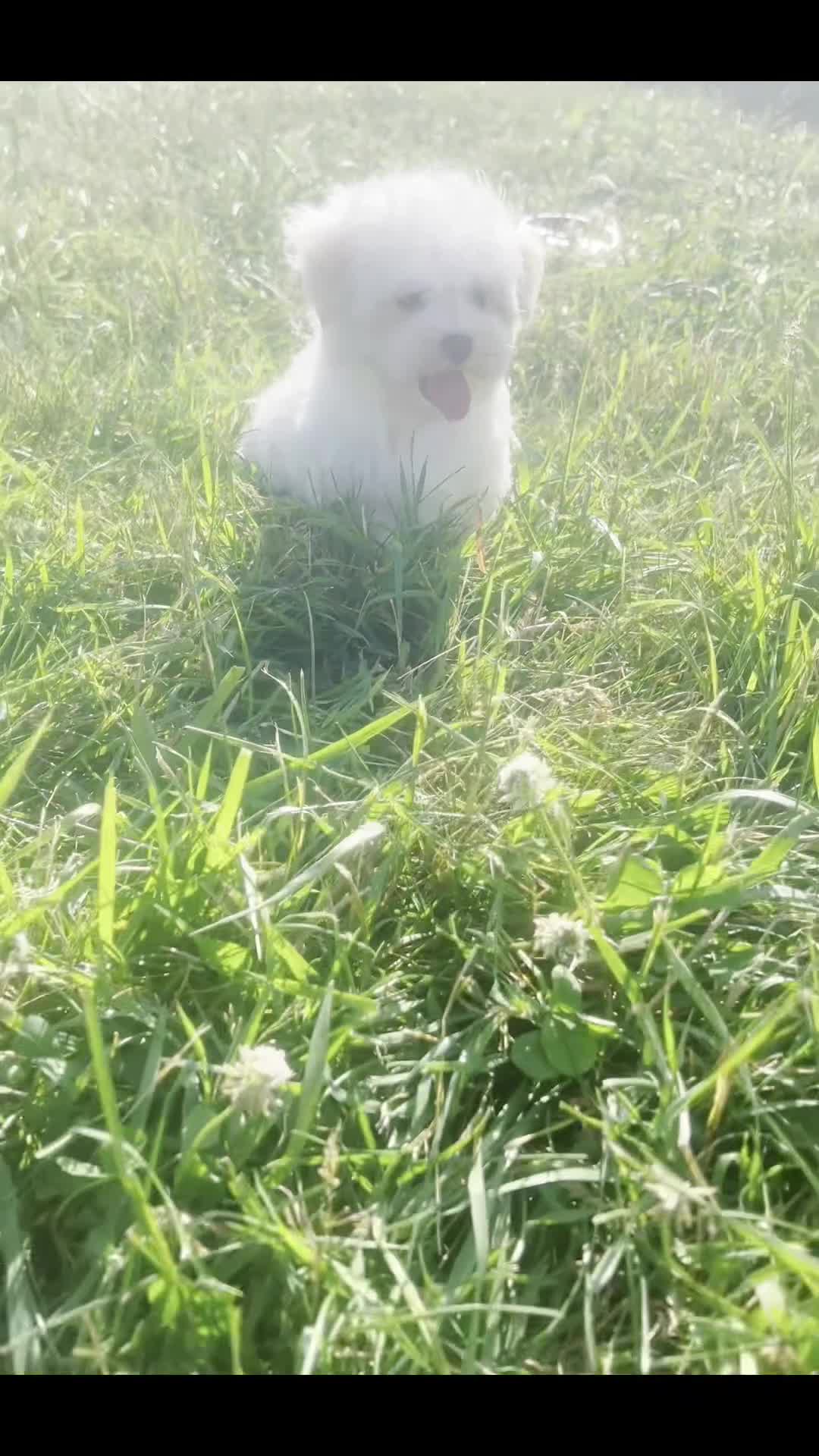 Maltese dogs for sale: Mochi AKC - Video 1