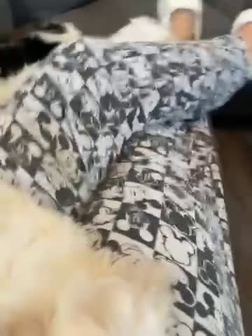 Havanese dogs for sale: Tiny princess - Video 1