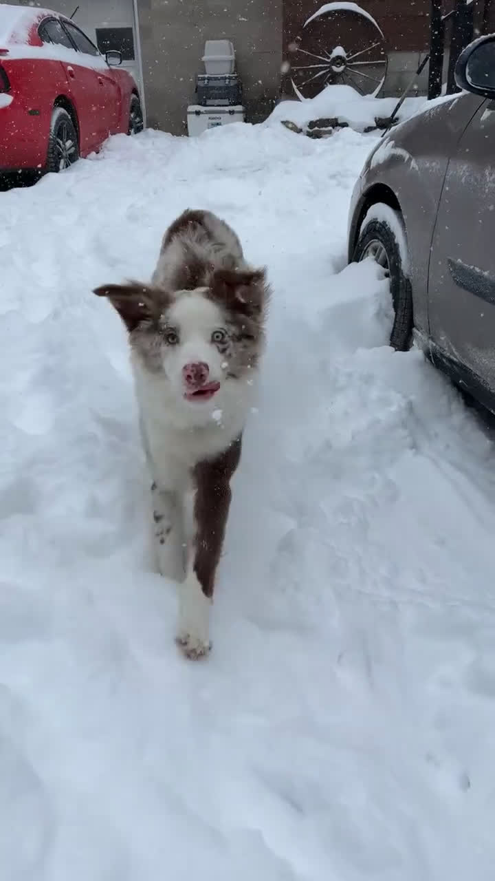Australian Shepherd dogs for stud: Goose  - Video 1