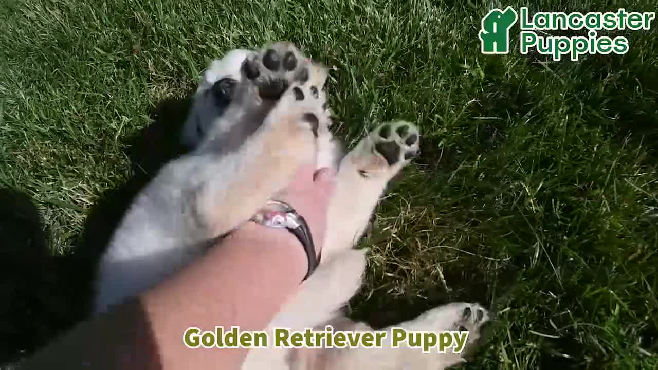Golden Retriever dogs for sale: Fred - Video 1