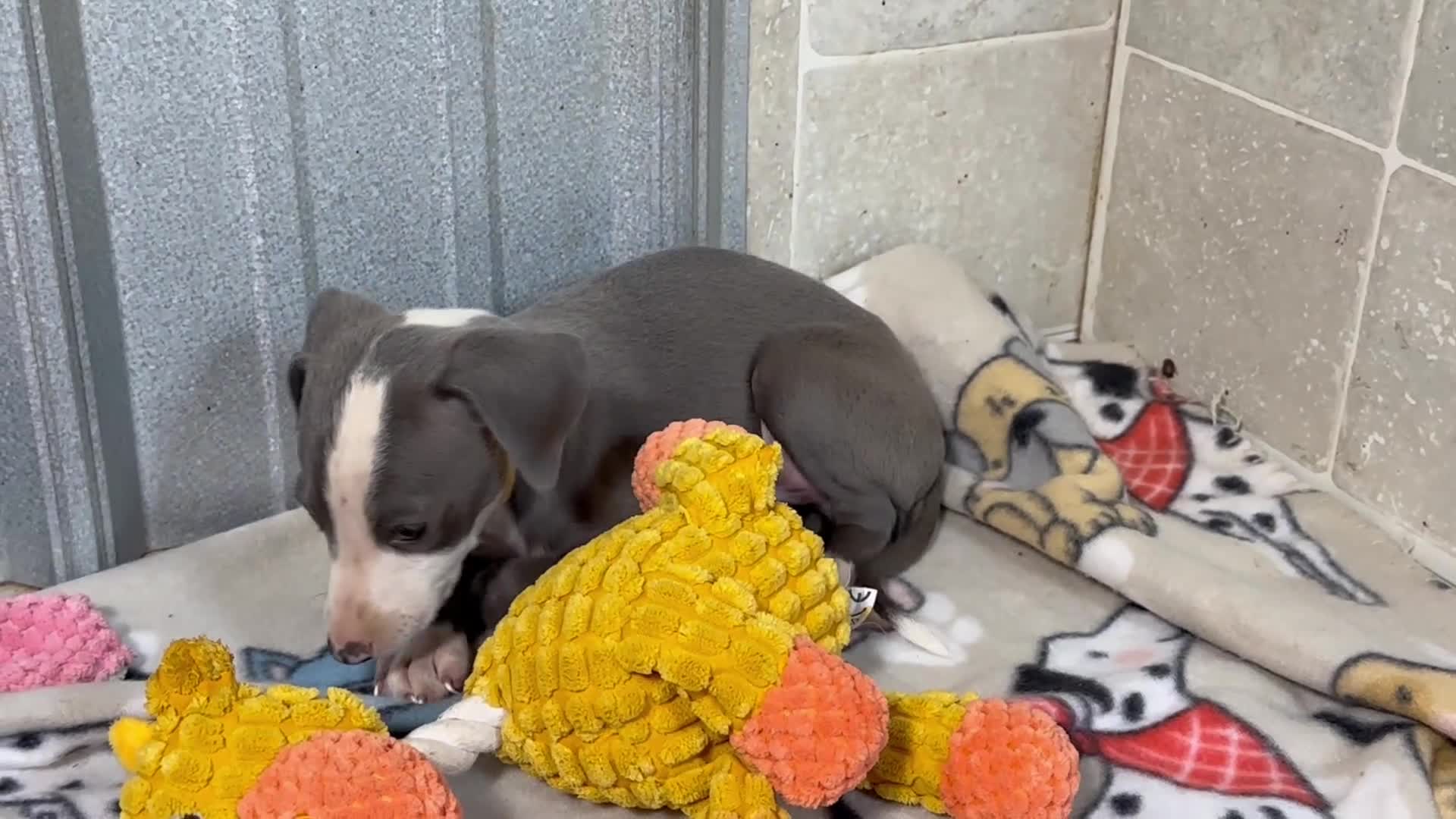Italian Greyhound dogs for sale: Woody - Video 1