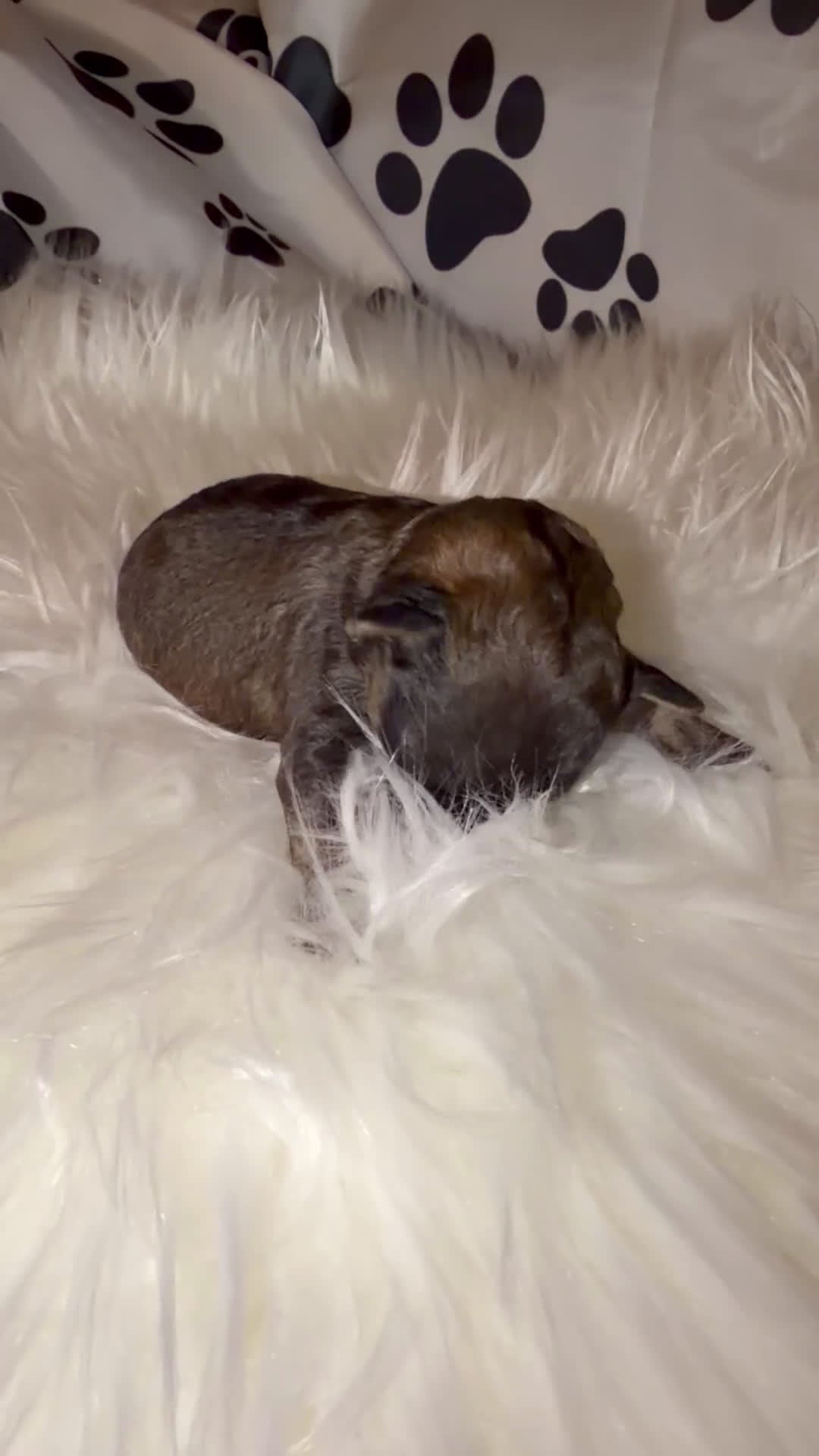 Toy Poodle dogs for sale: Rome  - Video 1