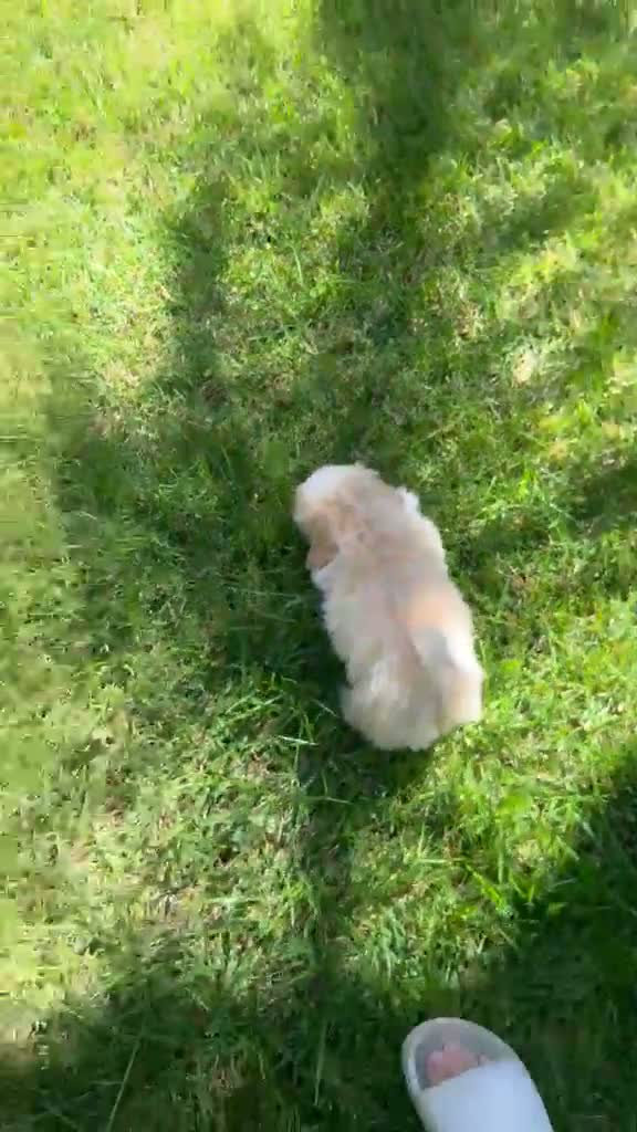 Maltipom dogs for sale: Maltipom 1 - Video 1
