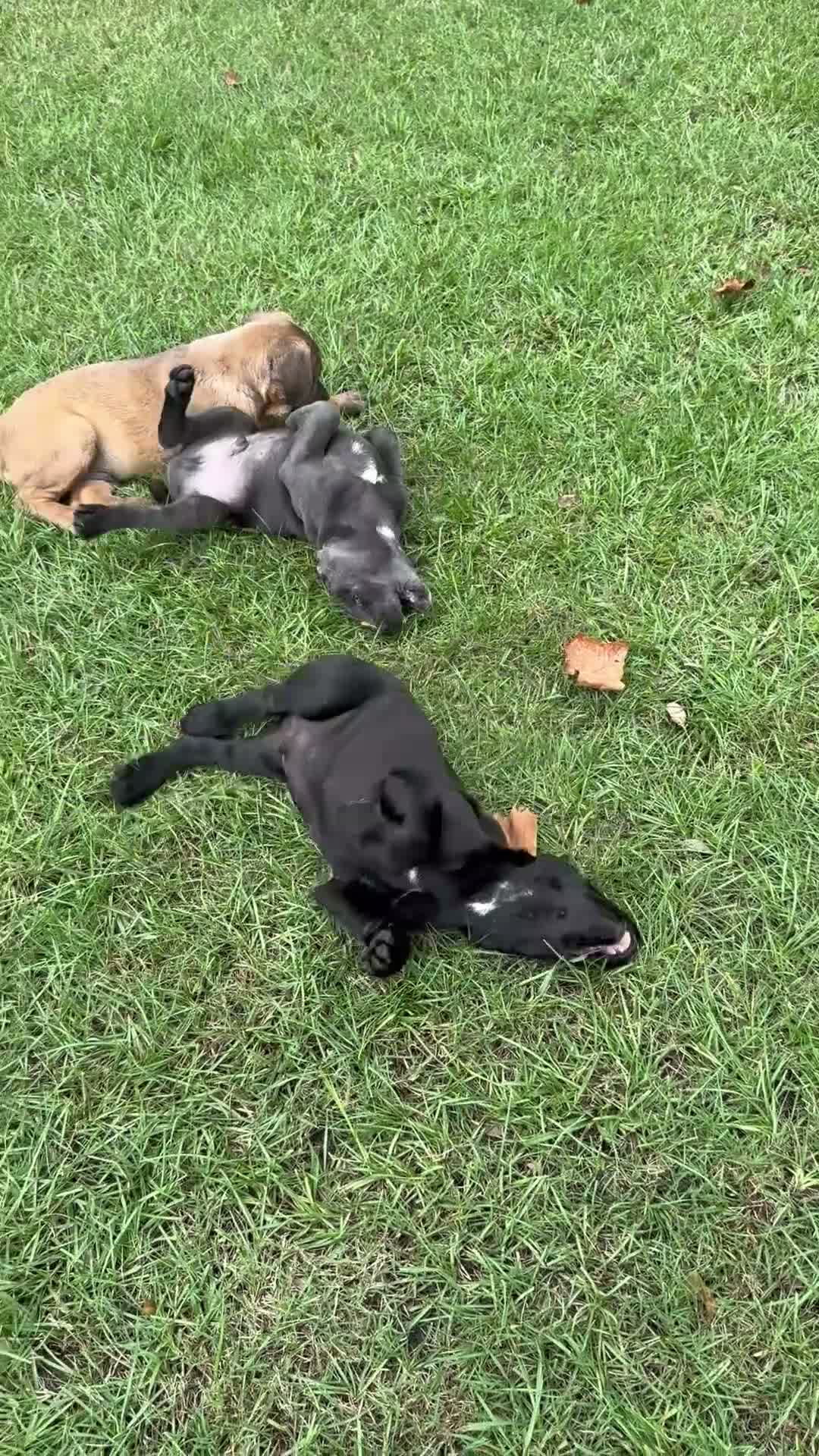 Cane Corso dogs for sale: Cane Corso 5 - Video 1