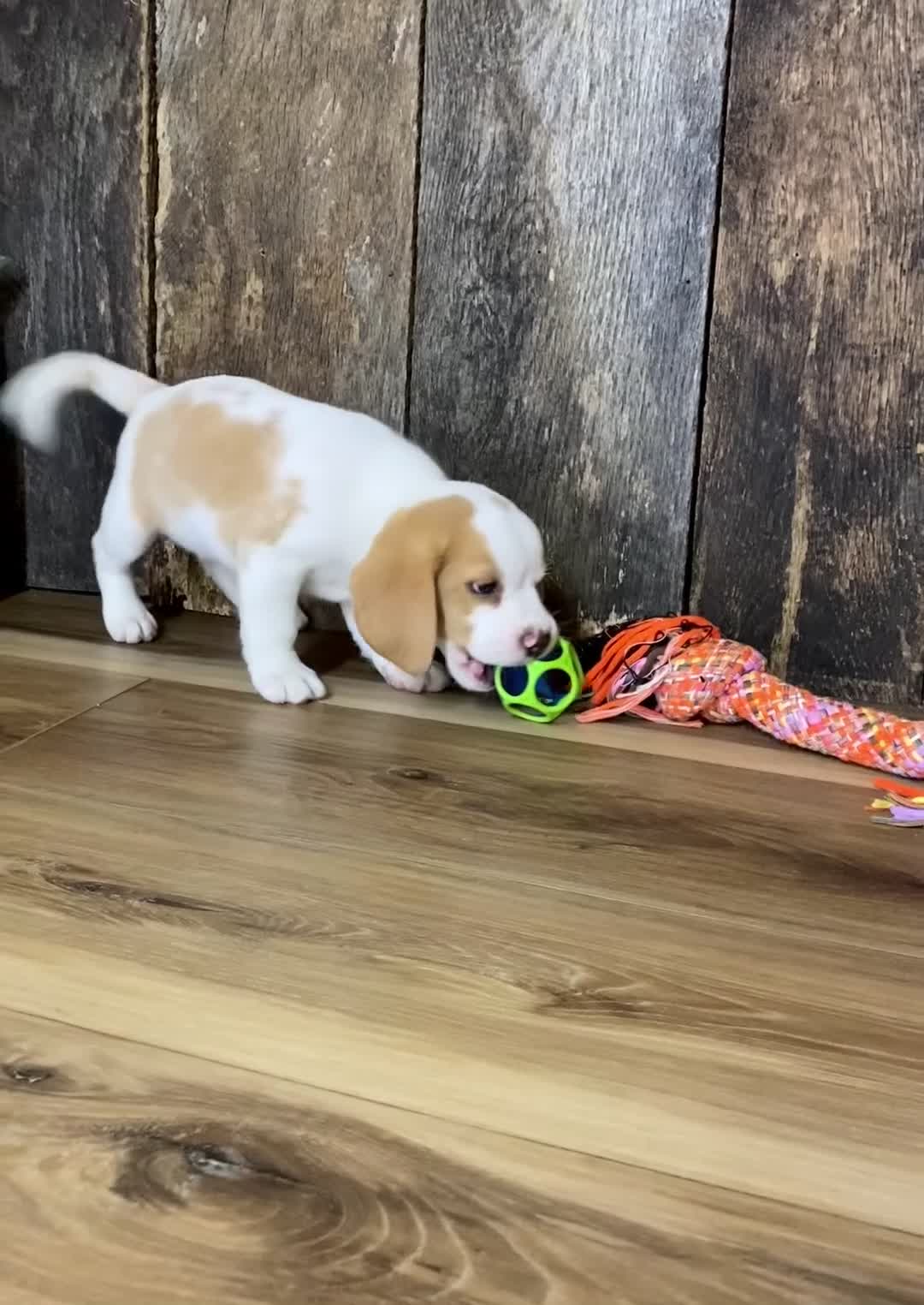 Beagle dogs for sale: Walker - Video 1