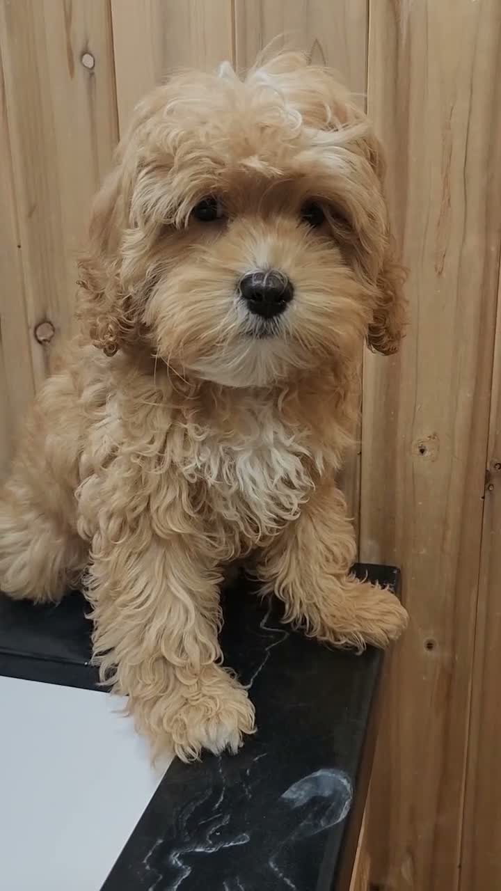 Cavapoo dogs for sale: Snorey - Video 1