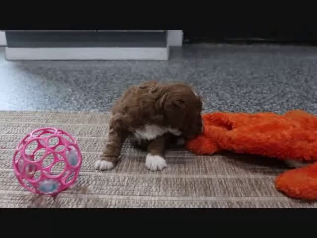 Mini Goldendoodle dogs for sale: Maggie - Video 1