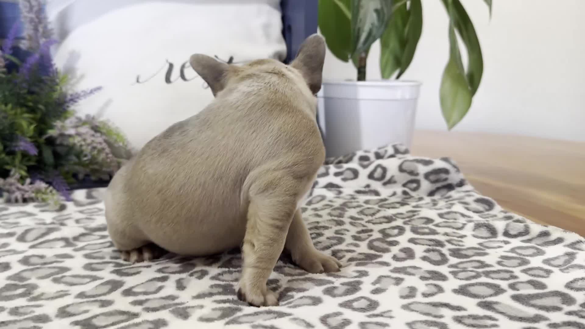 French Bulldog dogs for sale: Fancy - Video 1