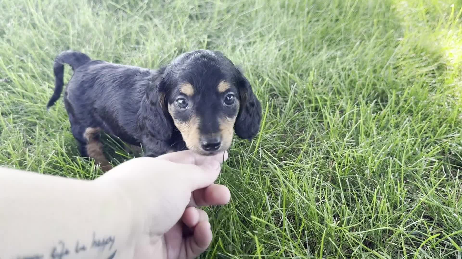 Dachshund dogs for sale: Dirk - Video 1
