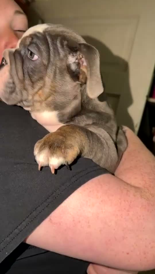 English Bulldog dogs for sale: English Bulldog 1 - Video 1