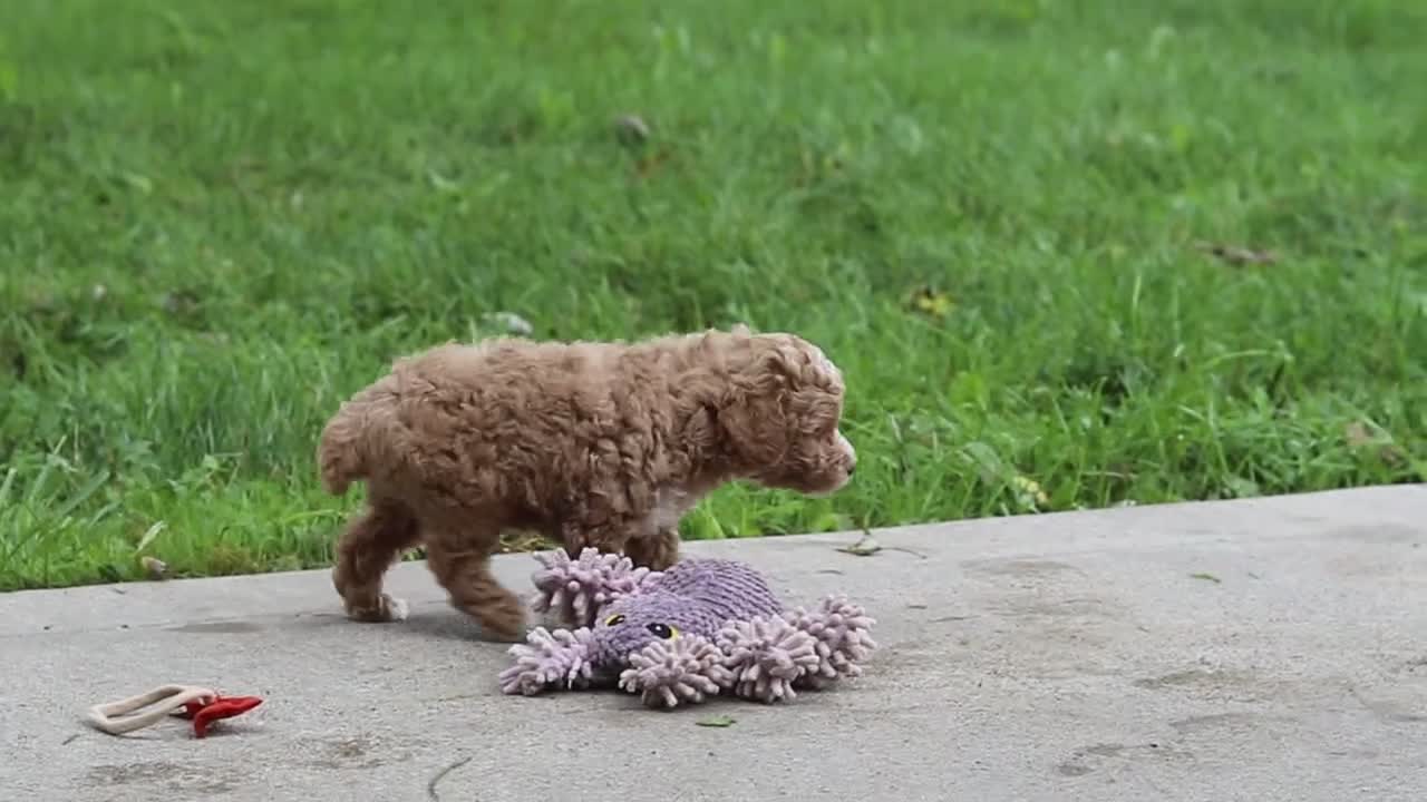 Miniature Poodle dogs for sale: Milo - Video 1