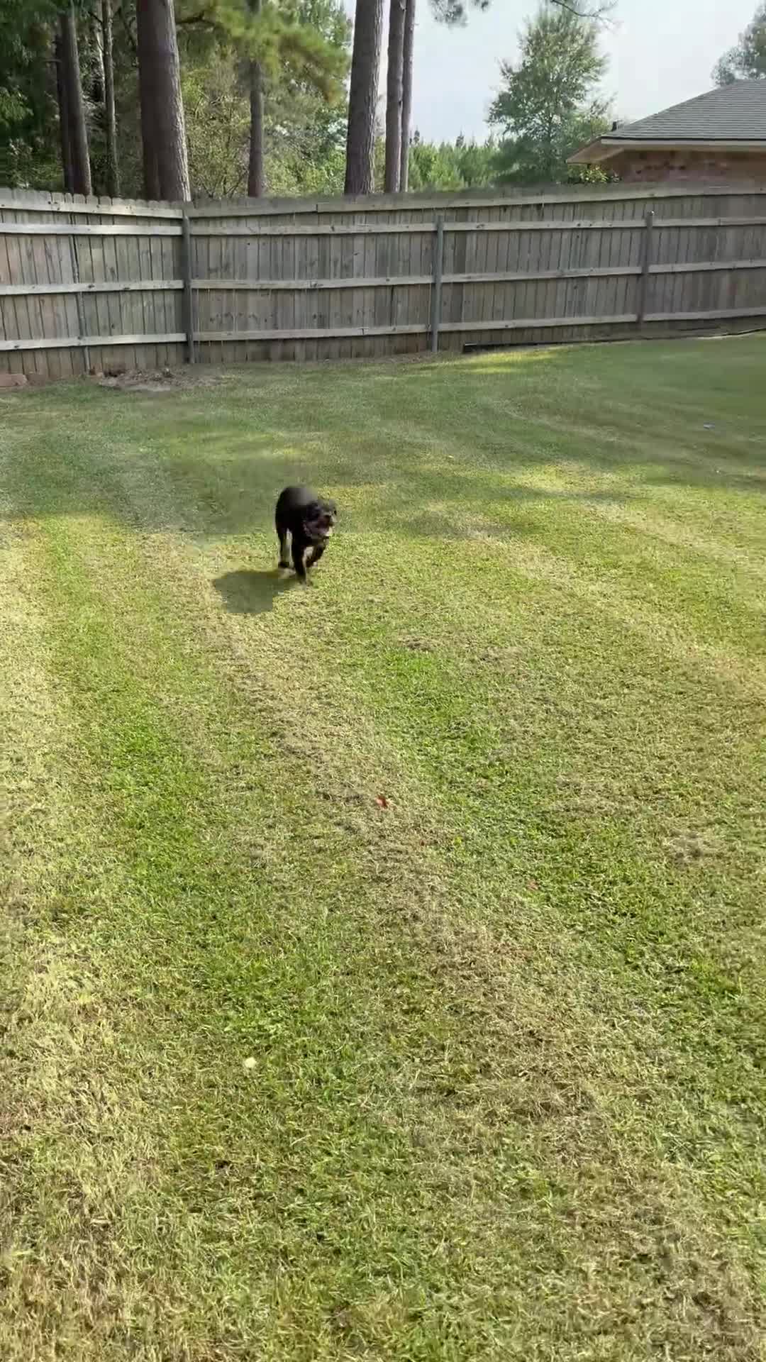 Rottweiler dogs for sale:  1 - Video 2